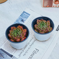 3'' Echeveria Agavoides Halloween, Rare Live Succulent Plants