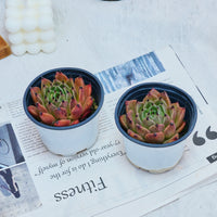 3'' Echeveria Agavoides Halloween, Rare Live Succulent Plants