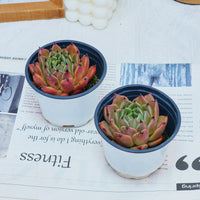 3'' Echeveria Agavoides Halloween, Rare Live Succulent Plants