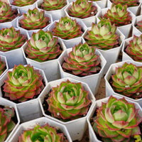 3'' Echeveria Green Arrow, Rare Live Succulent Plants