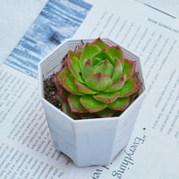 3'' Echeveria Green Arrow, Rare Live Succulent Plants
