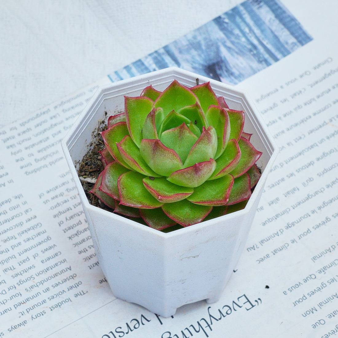 3'' Echeveria Green Arrow, Rare Live Succulent Plants