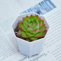 3'' Echeveria Green Arrow, Rare Live Succulent Plants