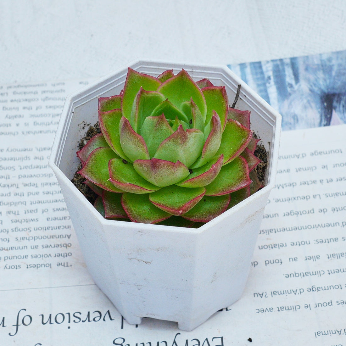 3'' Echeveria Green Arrow, Rare Live Succulent Plants