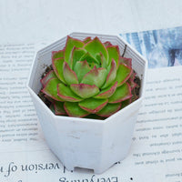 3'' Echeveria Green Arrow, Rare Live Succulent Plants