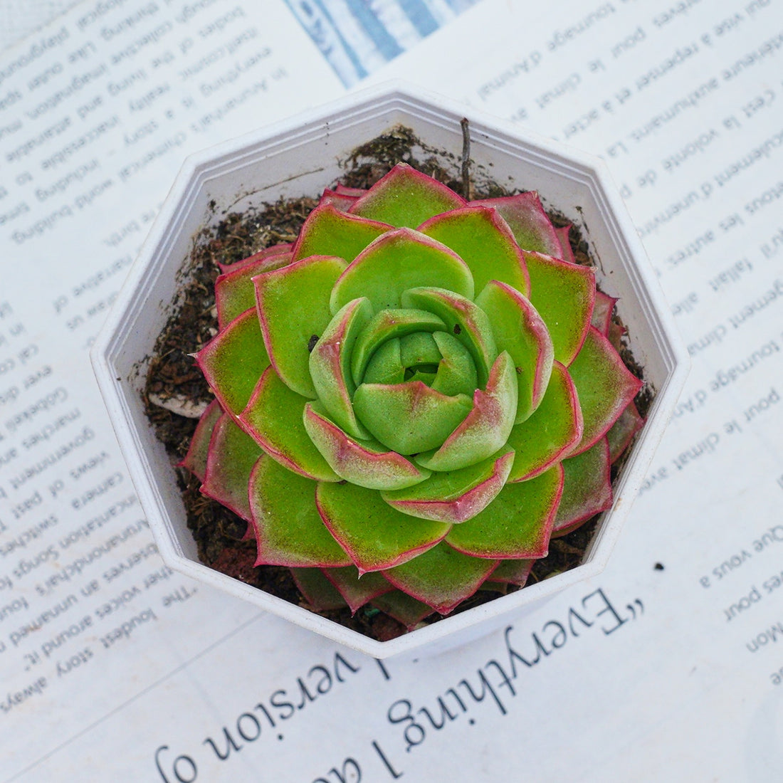 3'' Echeveria Green Arrow, Rare Live Succulent Plants