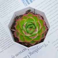 3'' Echeveria Green Arrow, Rare Live Succulent Plants