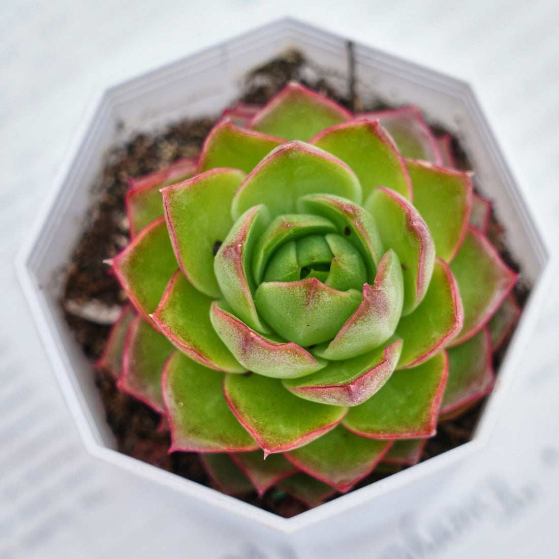 3'' Echeveria Green Arrow, Rare Live Succulent Plants