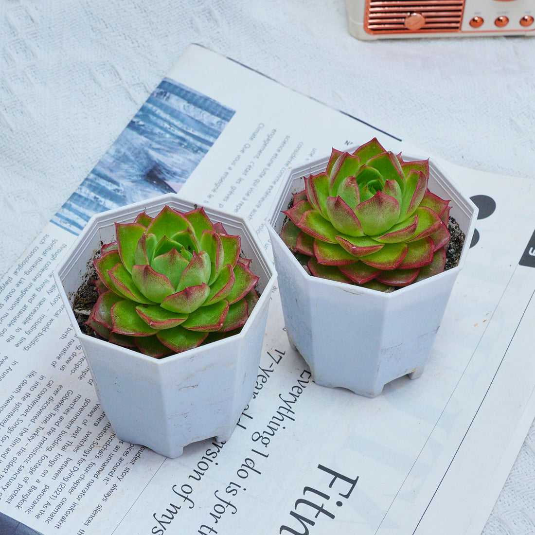 3'' Echeveria Green Arrow, Rare Live Succulent Plants
