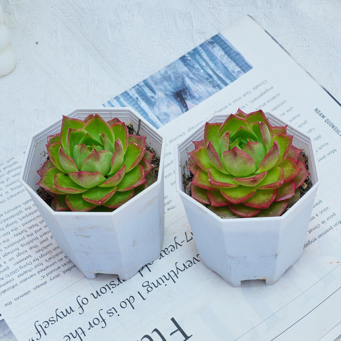 3'' Echeveria Green Arrow, Rare Live Succulent Plants