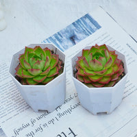 3'' Echeveria Green Arrow, Rare Live Succulent Plants