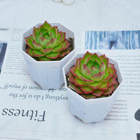 3'' Echeveria Green Arrow, Rare Live Succulent Plants