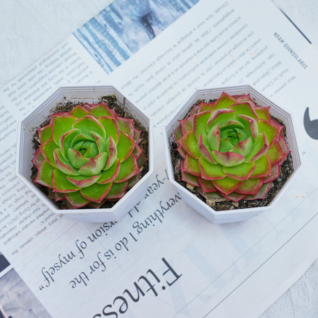 3'' Echeveria Green Arrow, Rare Live Succulent Plants