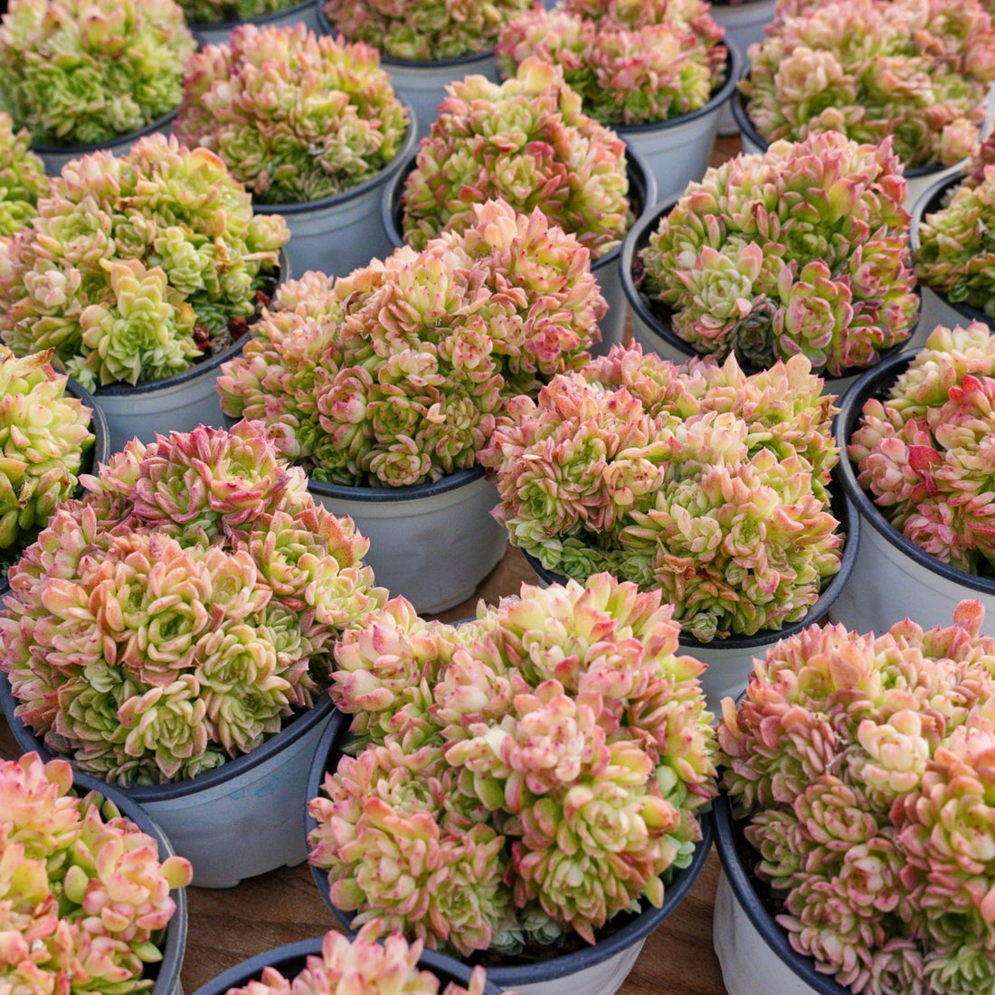 4'' Echeveria Aduriel, Rare Live Succulent Plants