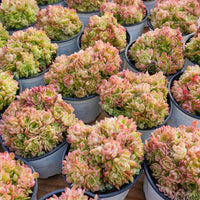 4'' Echeveria Aduriel, Rare Live Succulent Plants