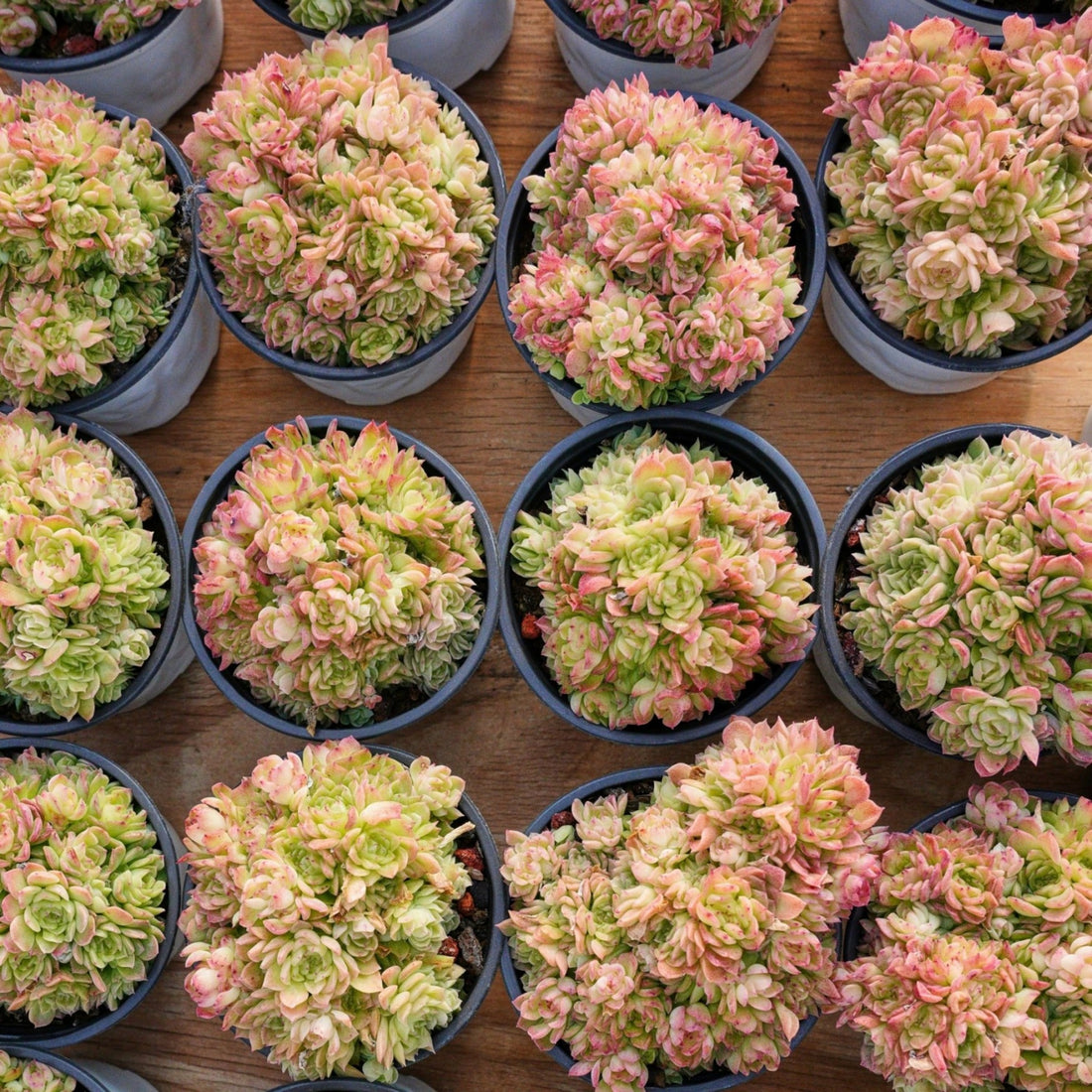 4'' Echeveria Aduriel, Rare Live Succulent Plants