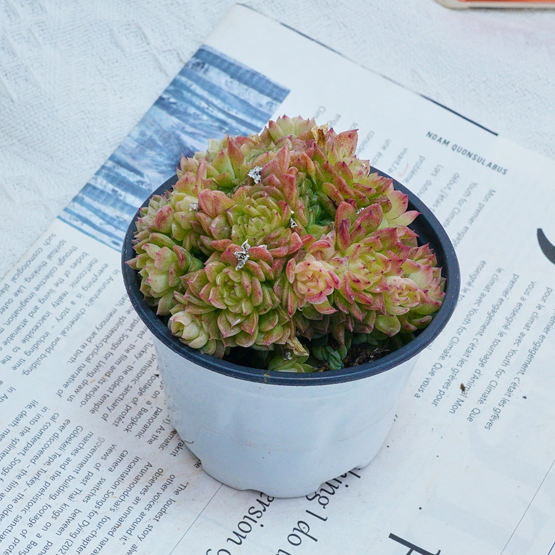 4'' Echeveria Aduriel, Rare Live Succulent Plants