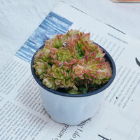 4'' Echeveria Aduriel, Rare Live Succulent Plants