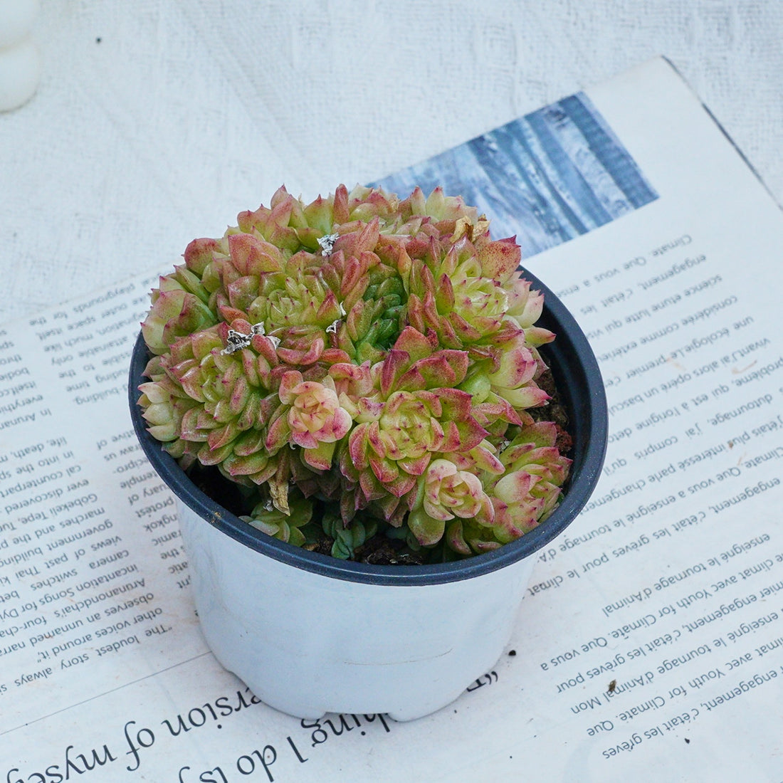 4'' Echeveria Aduriel, Rare Live Succulent Plants