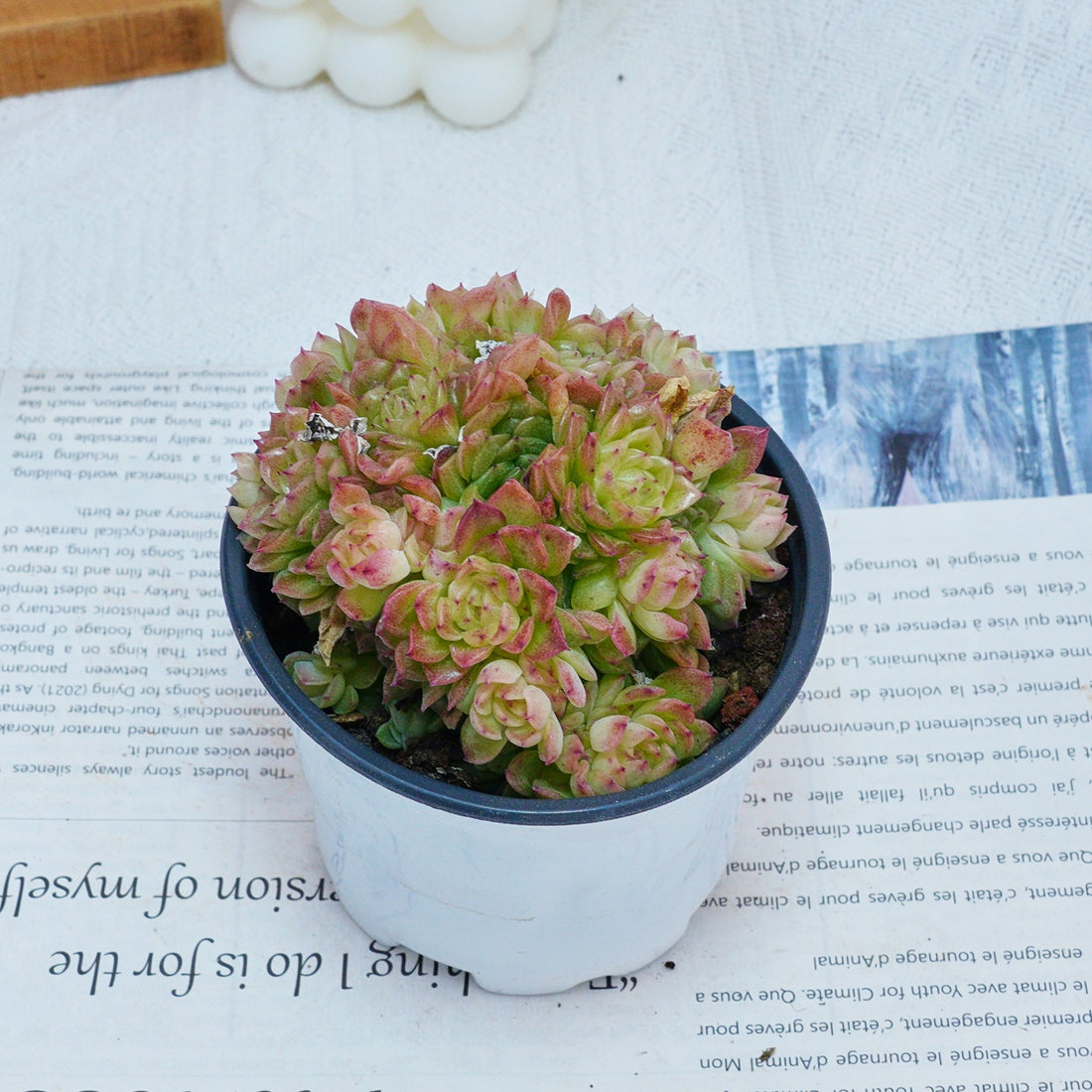 4'' Echeveria Aduriel, Rare Live Succulent Plants