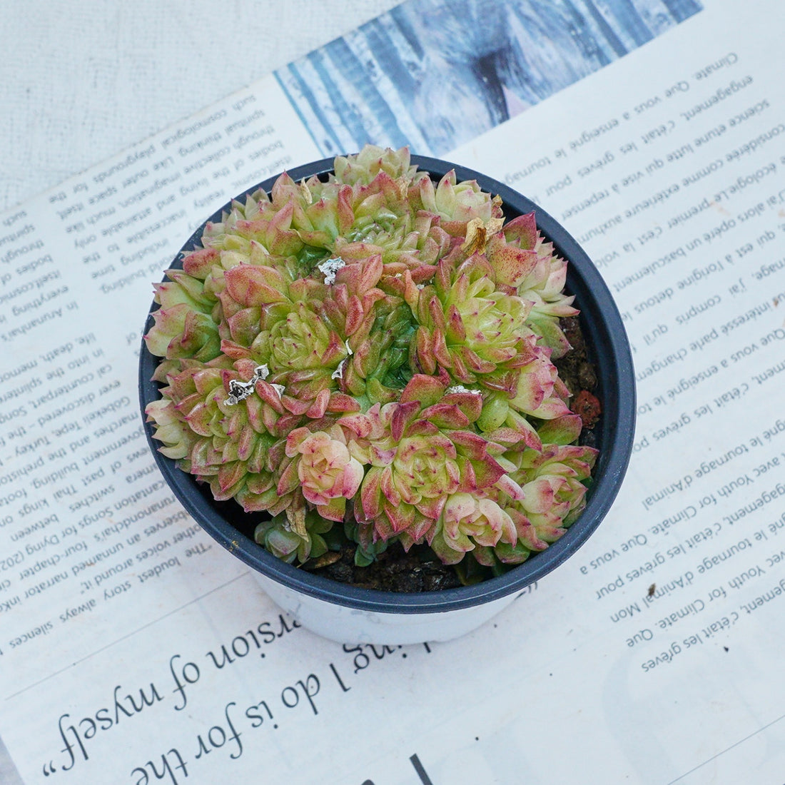 4'' Echeveria Aduriel, Rare Live Succulent Plants