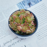 4'' Echeveria Aduriel, Rare Live Succulent Plants