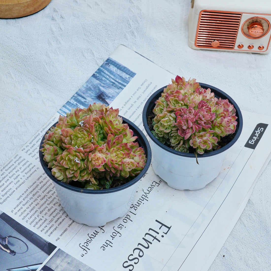 4'' Echeveria Aduriel, Rare Live Succulent Plants
