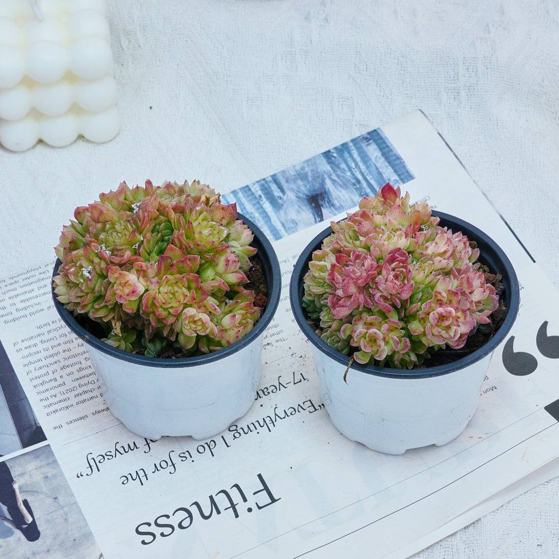 4'' Echeveria Aduriel, Rare Live Succulent Plants