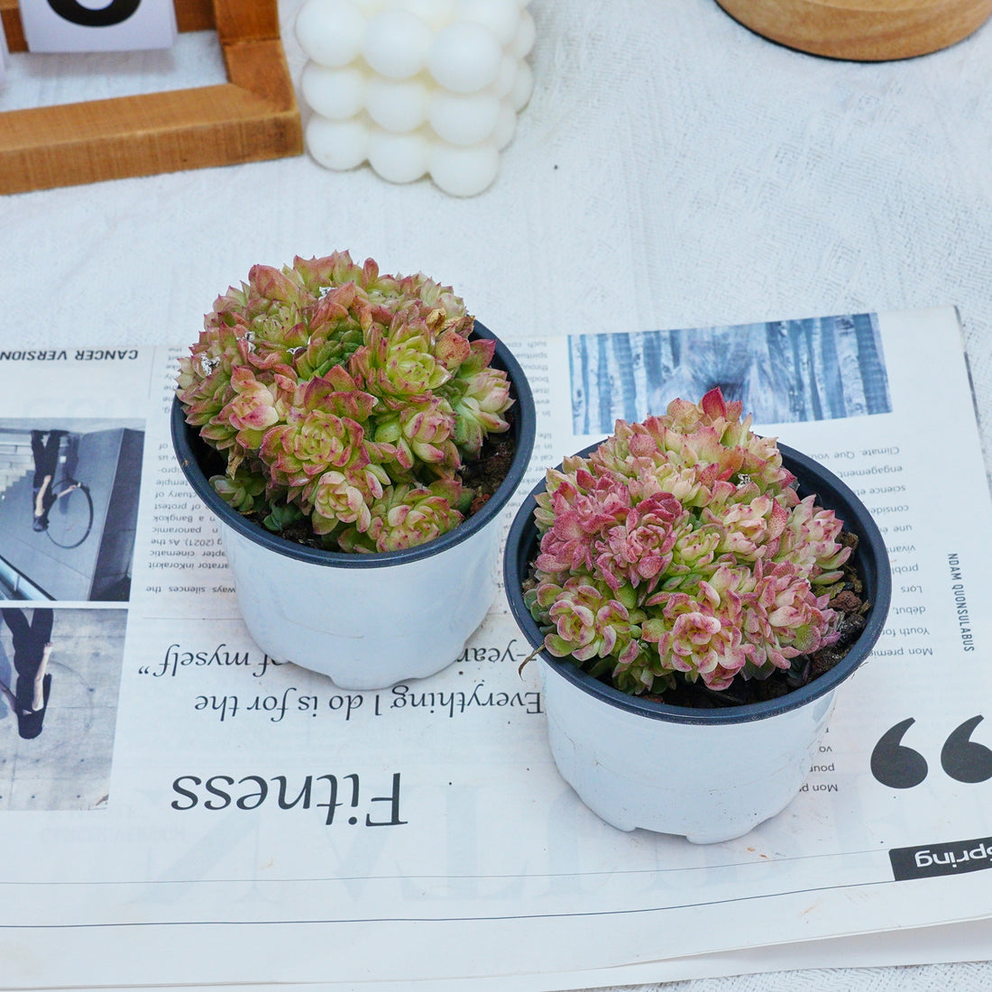 4'' Echeveria Aduriel, Rare Live Succulent Plants
