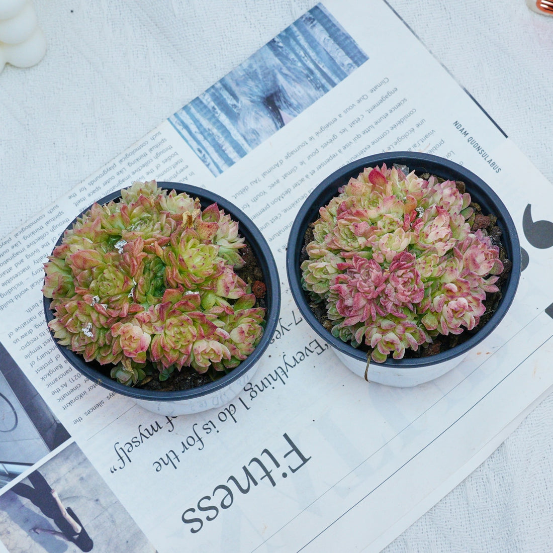 4'' Echeveria Aduriel, Rare Live Succulent Plants