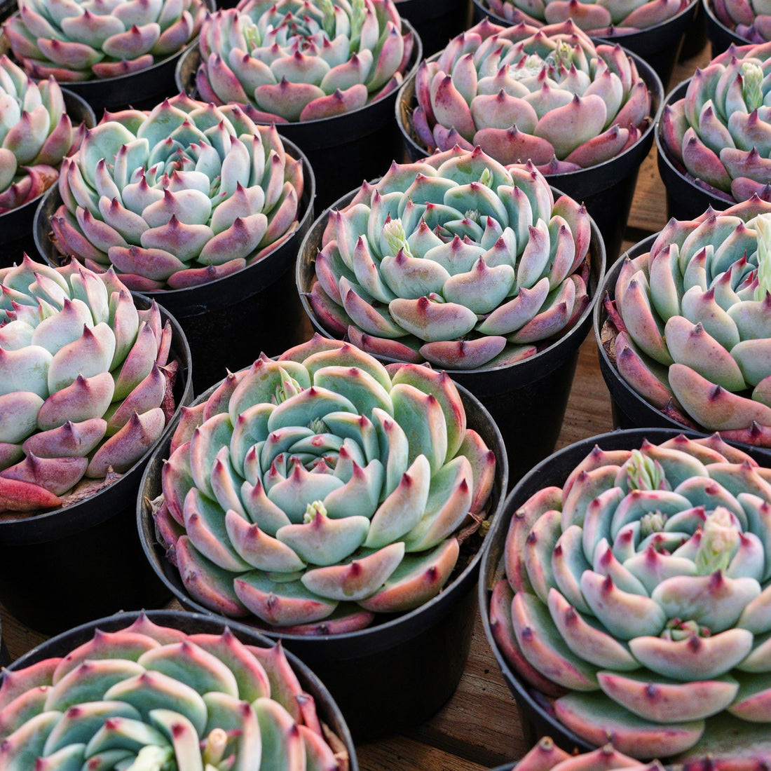 4'' Echeveria Chihuahuensis, Rare Live Succulent Plants