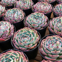 4'' Echeveria Chihuahuensis, Rare Live Succulent Plants