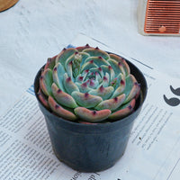 4'' Echeveria Chihuahuensis, Rare Live Succulent Plants