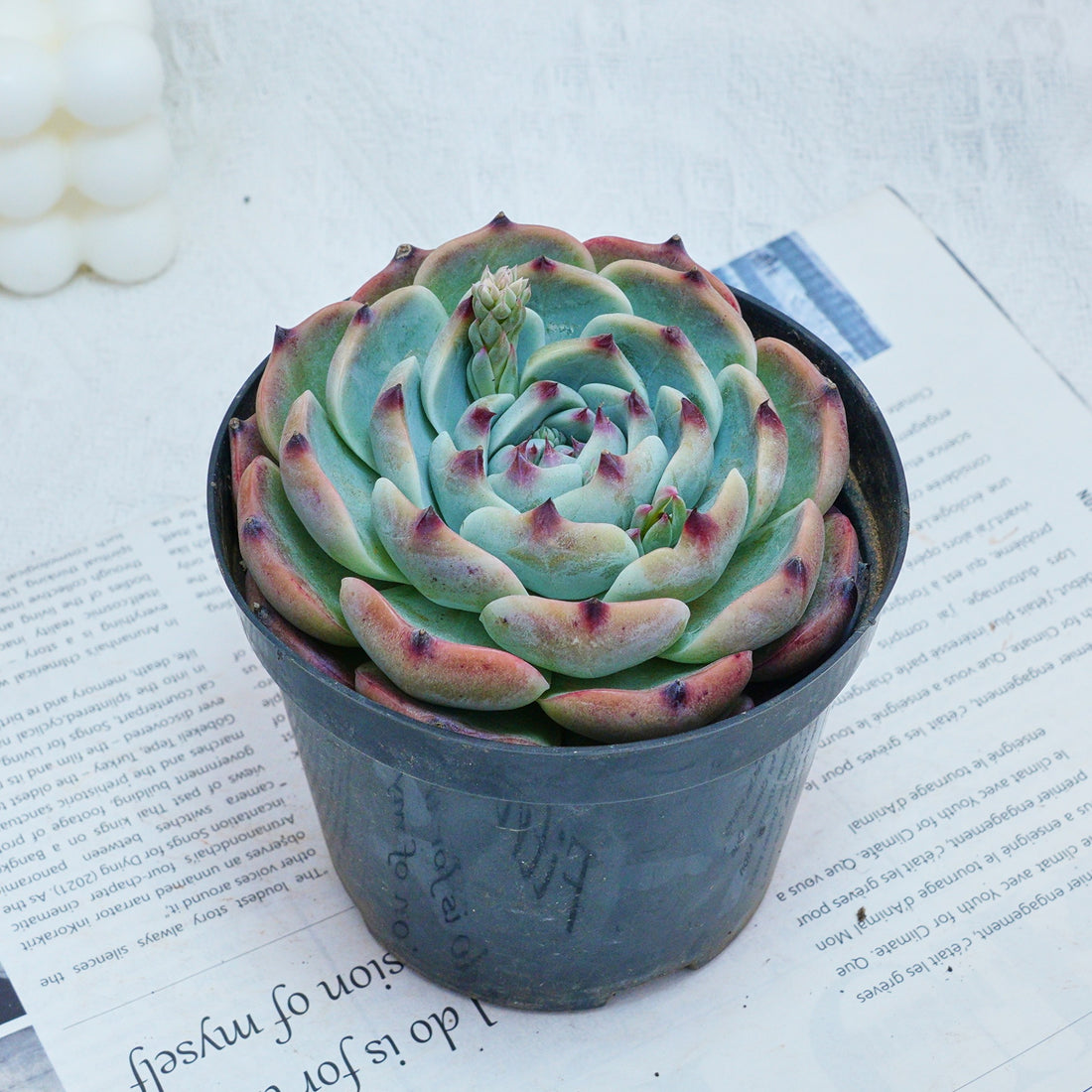 4'' Echeveria Chihuahuensis, Rare Live Succulent Plants