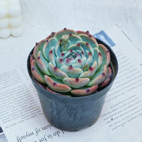 4'' Echeveria Chihuahuensis, Rare Live Succulent Plants