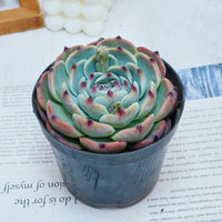 4'' Echeveria Chihuahuensis, Rare Live Succulent Plants