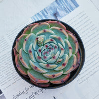 4'' Echeveria Chihuahuensis, Rare Live Succulent Plants