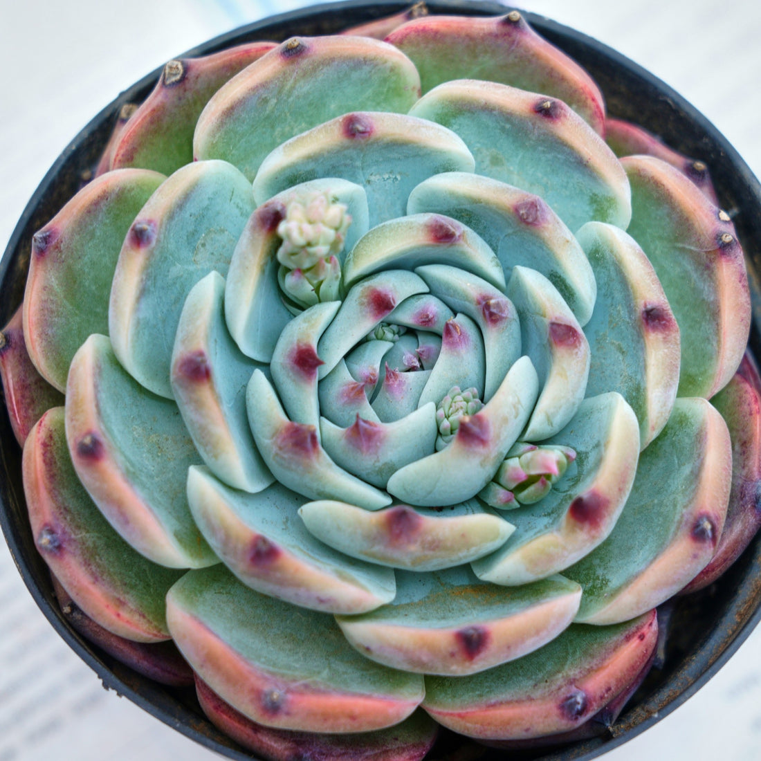 4'' Echeveria Chihuahuensis, Rare Live Succulent Plants