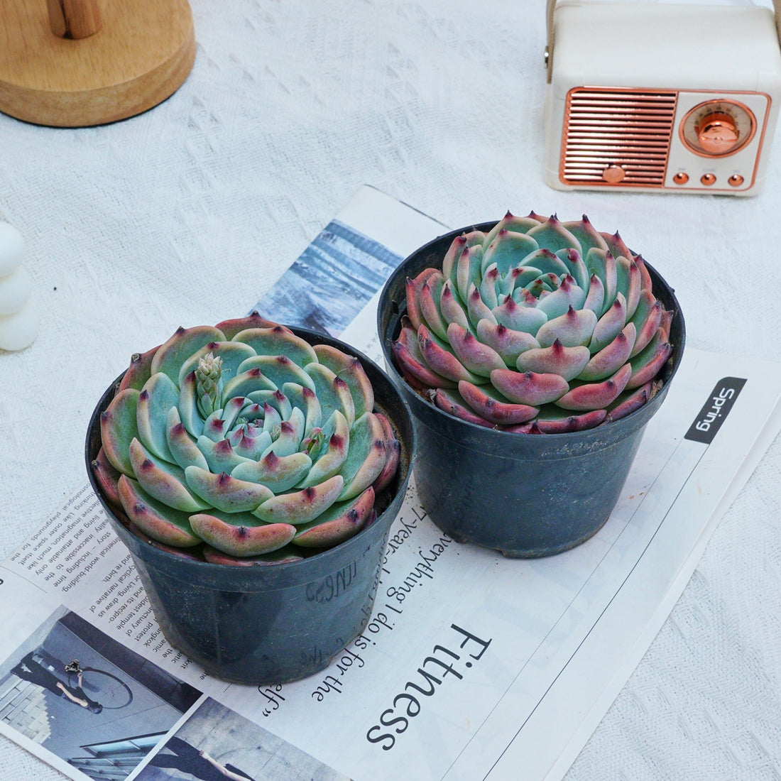 4'' Echeveria Chihuahuensis, Rare Live Succulent Plants