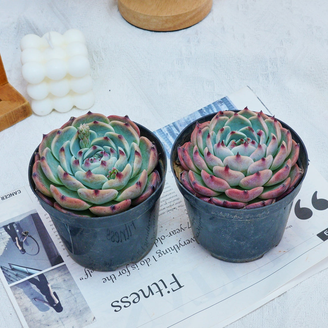 4'' Echeveria Chihuahuensis, Rare Live Succulent Plants