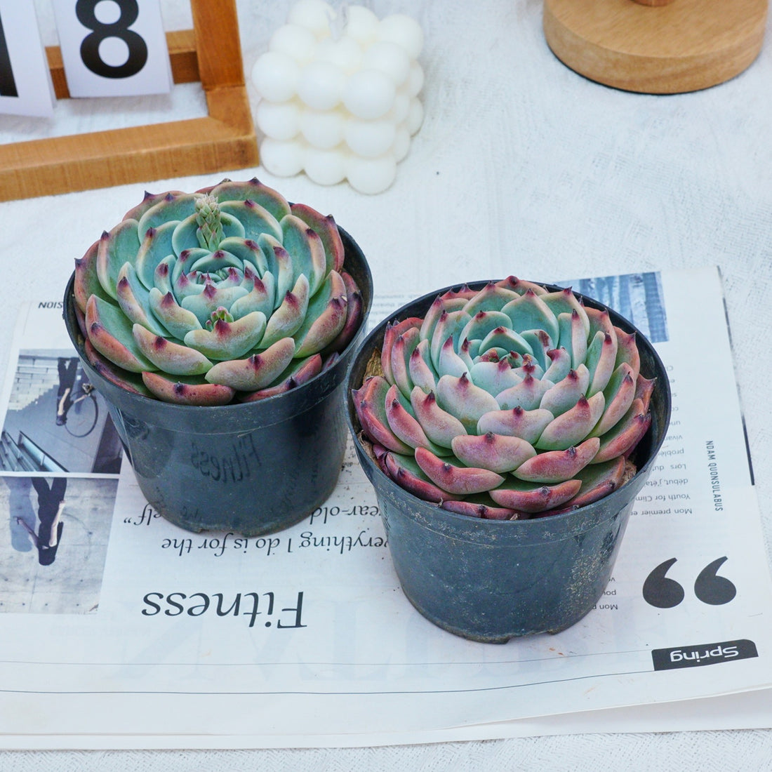 4'' Echeveria Chihuahuensis, Rare Live Succulent Plants