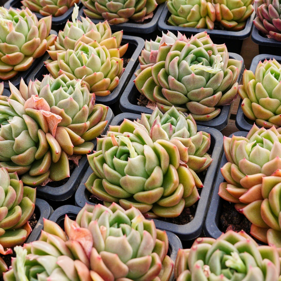 4'' Echeveria White Rose, Rare Live Succulent Plants