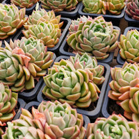 4'' Echeveria White Rose, Rare Live Succulent Plants