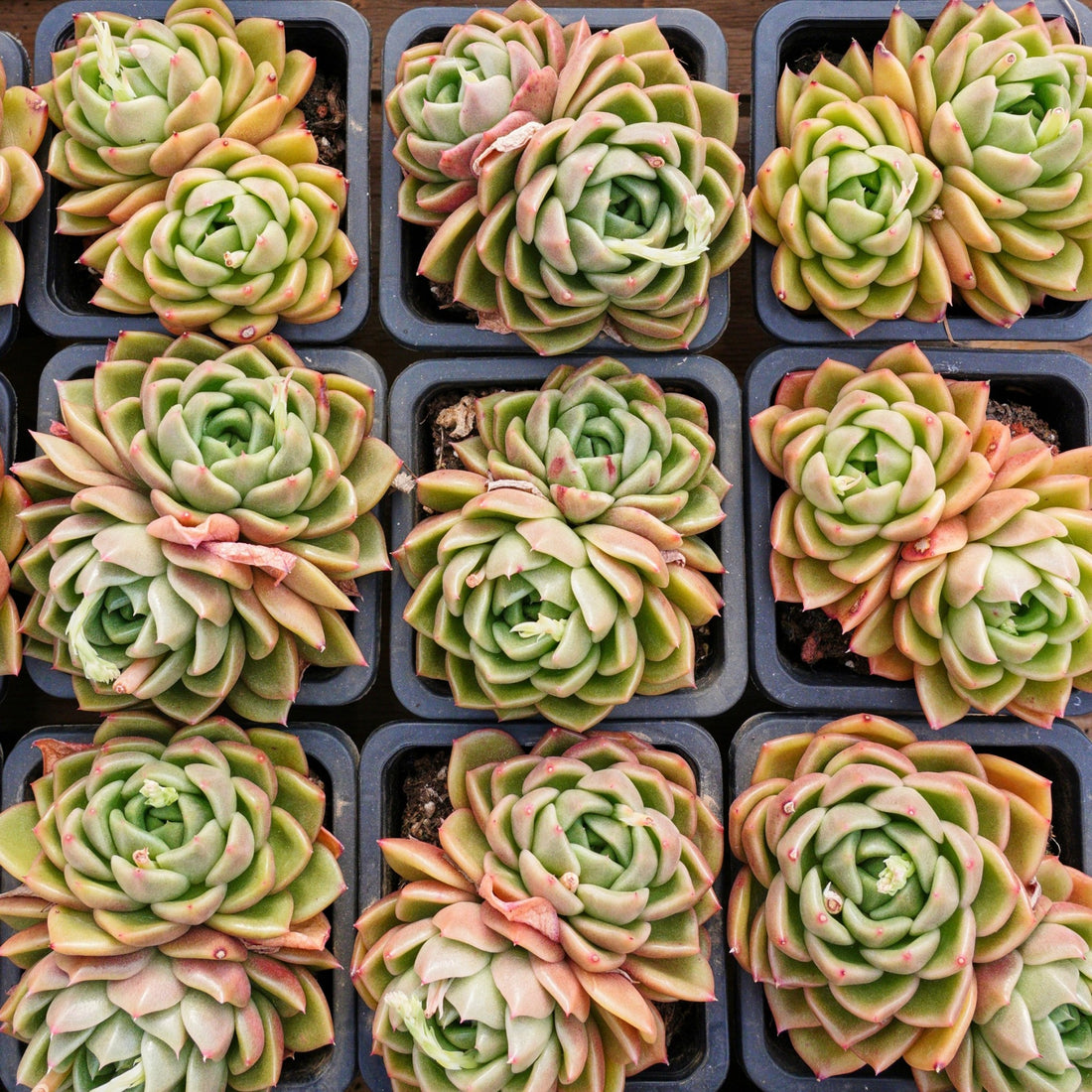 4'' Echeveria White Rose, Rare Live Succulent Plants