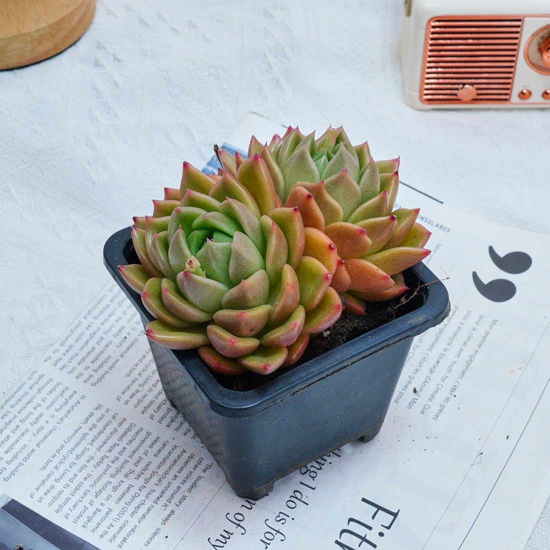 4'' Echeveria White Rose, Rare Live Succulent Plants