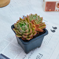 4'' Echeveria White Rose, Rare Live Succulent Plants