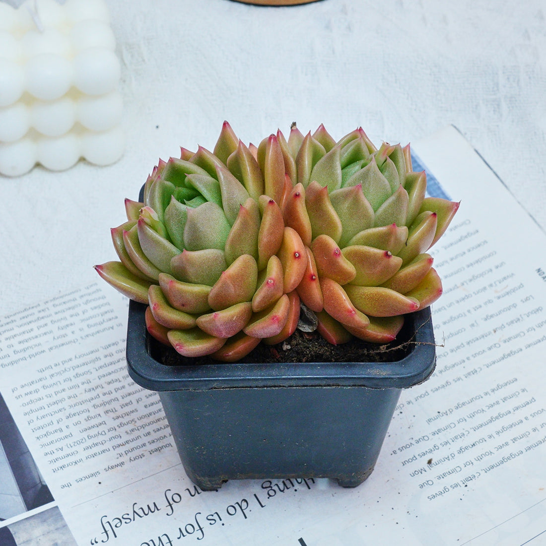 4'' Echeveria White Rose, Rare Live Succulent Plants