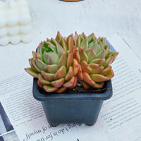 4'' Echeveria White Rose, Rare Live Succulent Plants