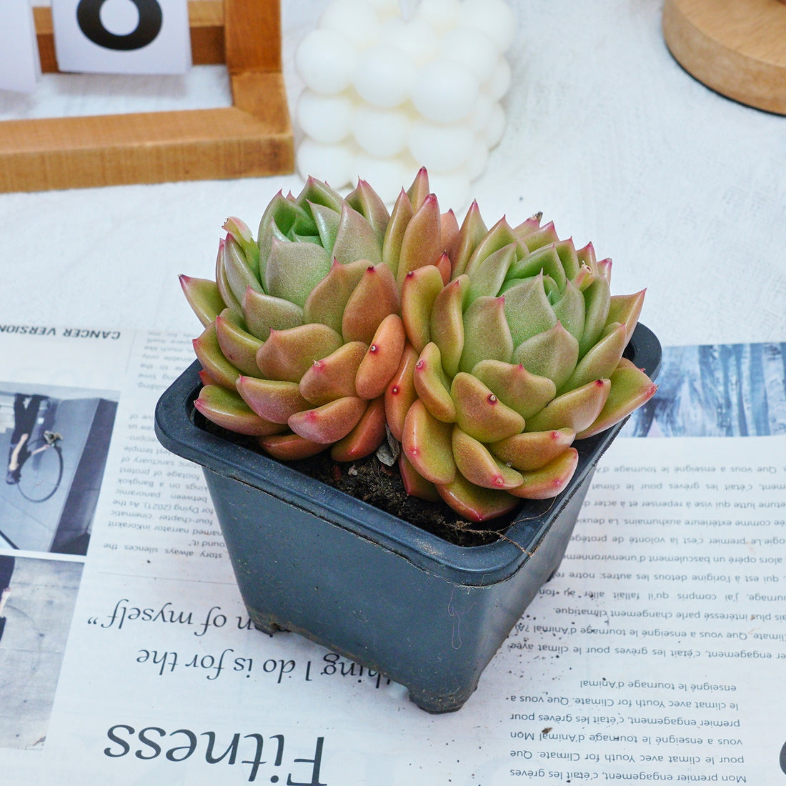 4'' Echeveria White Rose, Rare Live Succulent Plants