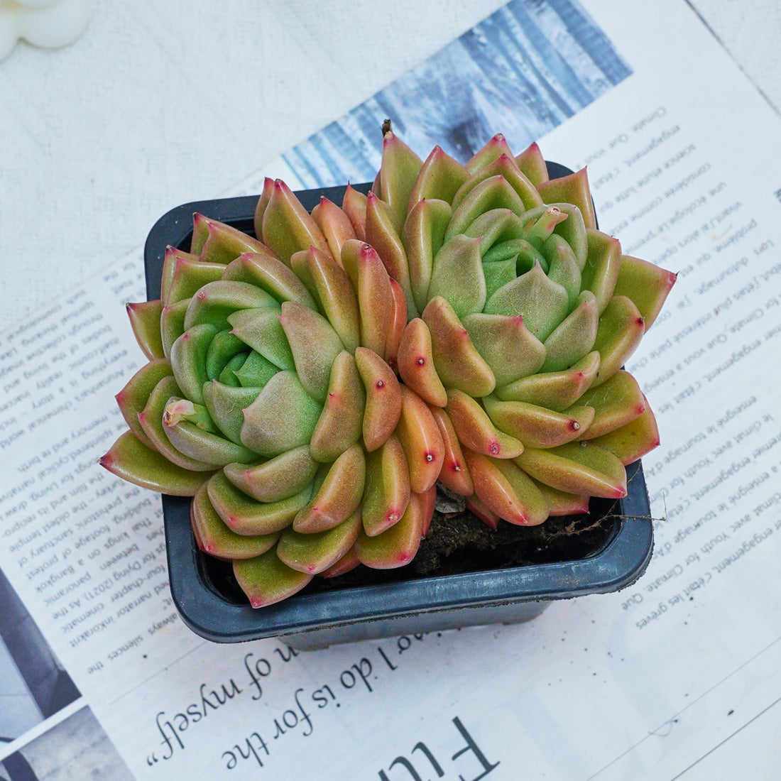 4'' Echeveria White Rose, Rare Live Succulent Plants